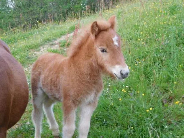 Domaine Garmidou Nyaraló